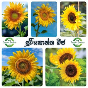 giant sunflower seeds (yellow) 50+ seeds pack සූරියකාන්ත බීජ