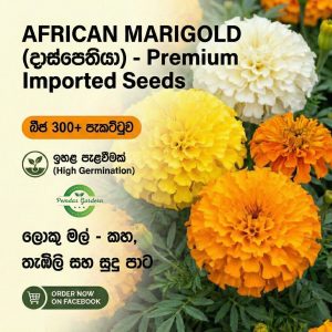 marigold seeds (mixed colors) 3g pack (300+ seeds) දාස් පෙතියා