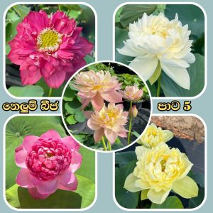 bangkok dwarf lotus seeds (mixed colors) 25 seeds pack