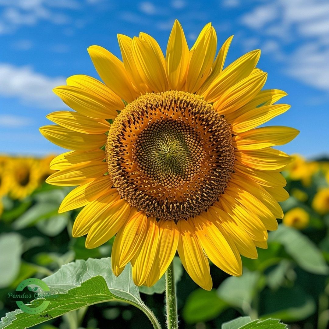 Flower 1