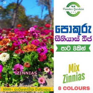 zinnia "petals mix" seeds (7 colors) 100+ seeds pack සින්නියා මල් බීජ