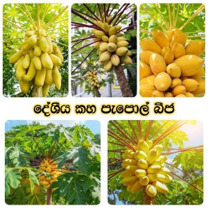 yellow papaya කහ පැපොල් (yellow papaya) 25 seeds pack