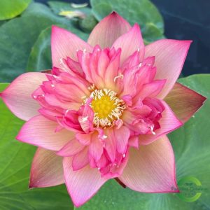 chinese lark lotus seeds 25 seed pack