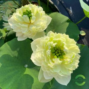 golden glow lotus seeds 25 seed pack