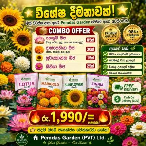 premium 4 in 1 flower seeds combo special offer pack (free delivery)