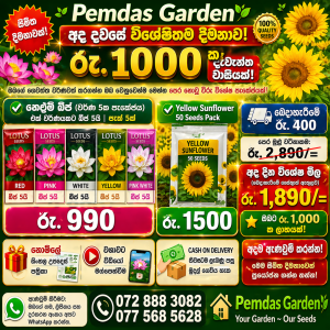 lotus & sunflower special combo 2 in 1 premium flower seeds pack (free delivery)