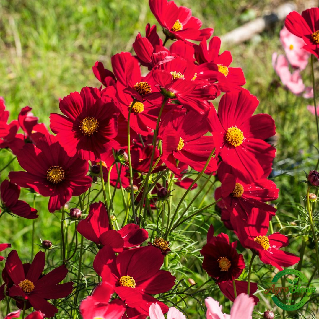 Flower 2