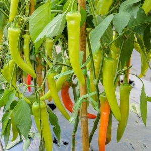 Home hyw capsicum seeds (20+ pack) – මාළු මිරිස් බීජ