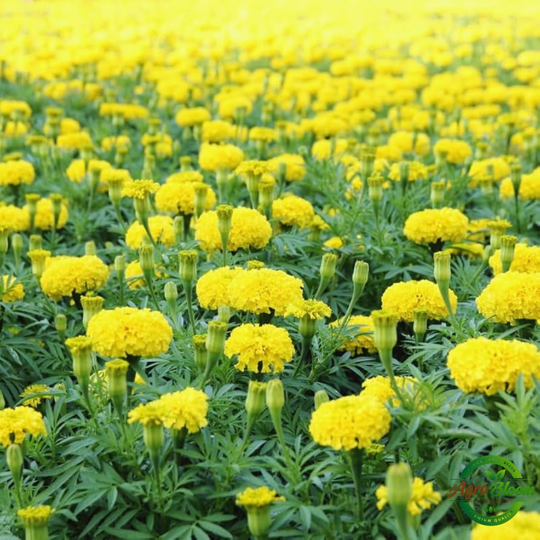Flower 5