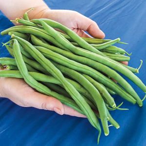 Home hyw capsicum seeds (20+ pack) – මාළු මිරිස් බීජ
