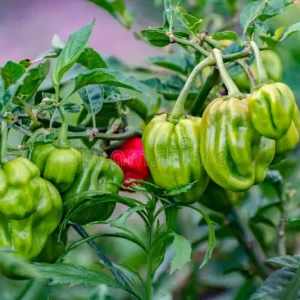 Home scotch bonnet dark green seeds (50+ pack) – ස්කොච් බොනට් නයි මිරිස් බීජ