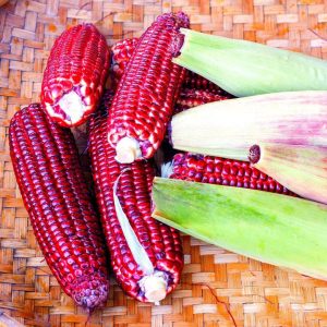 Home red sweet corn seeds (50+ pack) – රතු ඉරිඟු බීජ